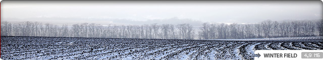 Winter Field