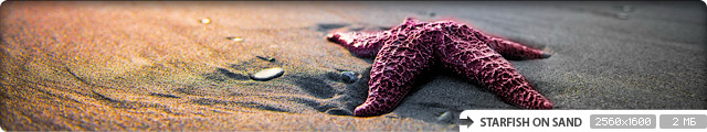 Starfish on Sand