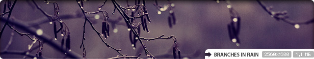 Branches in Rain
