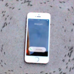 Муравьиный хоровод вокруг iPhone