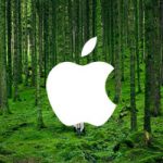 Apple создала новый фонд для защиты и восстановления лесов